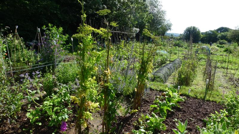 Abbotskerswell Allotments